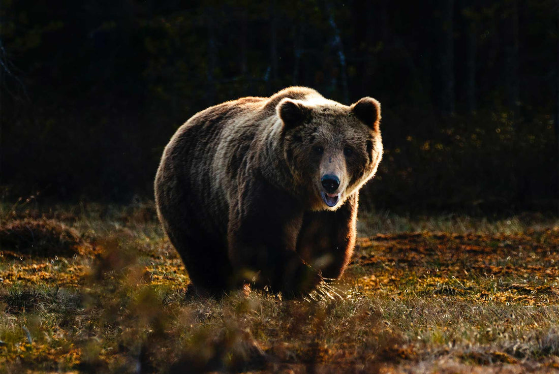 À quelle vitesse un ours peut-il courir ?