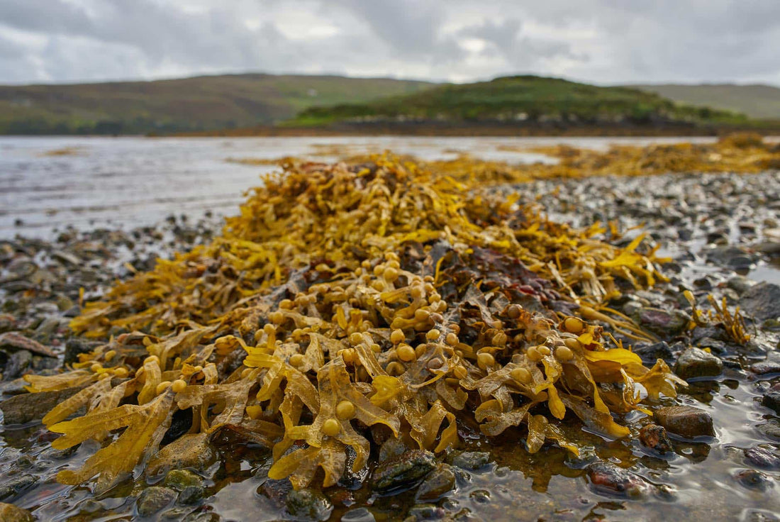 Algue varech : Un stimulant pour la santé venu de la mer