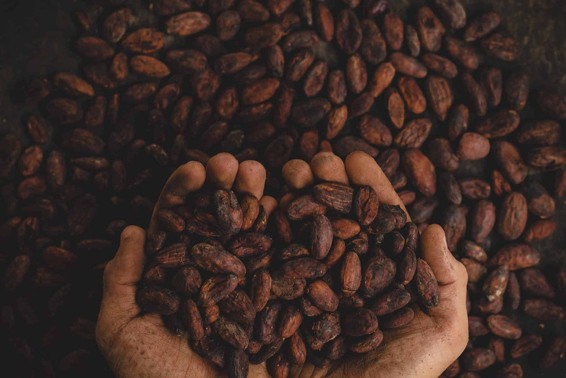 Les bienfaits du cacao pour la santé