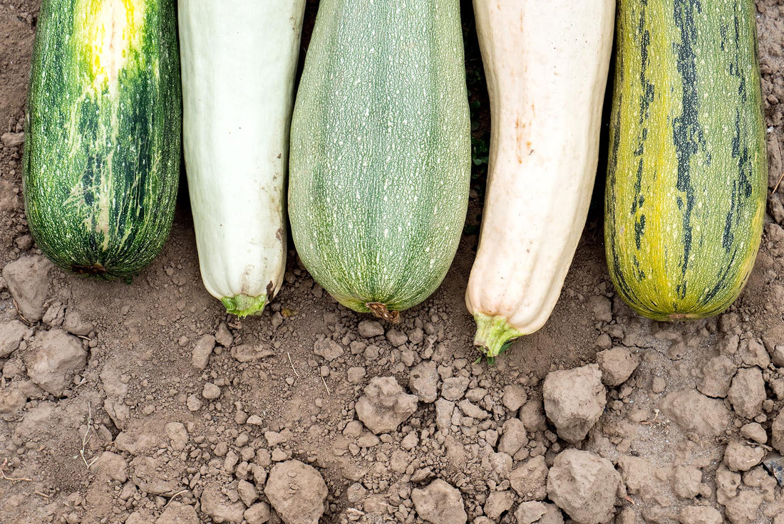 Les 12 bienfaits de la courgette pour la santé