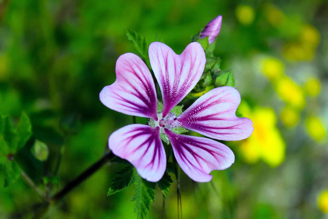 Thé au jasmin : les 13 bienfaits pour la santé