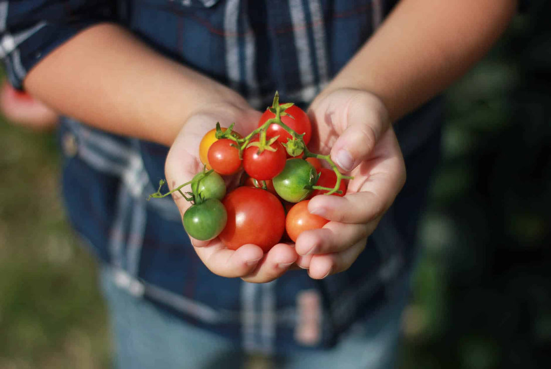 Tomate cerise : calories, faits nutritionnels et bienfaits pour la santé