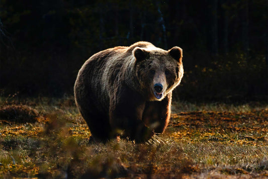 À quelle vitesse un ours peut-il courir ?